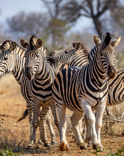 © The Guys Photography - www.theguys.co.za