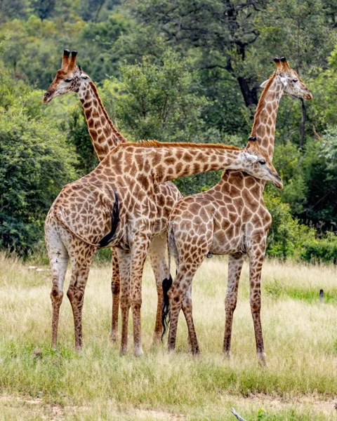 © The Guys Photography - www.theguys.co.za